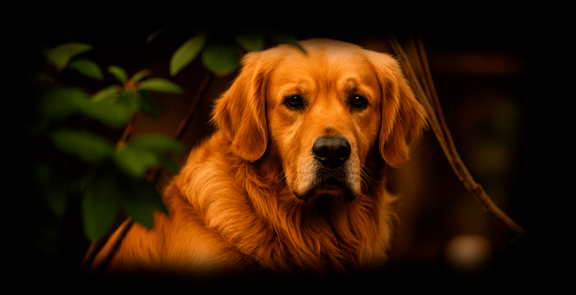 Imagem de fundo de Golden Retriever - Poytara